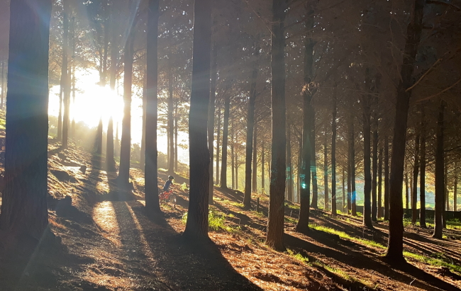 Bike in trees with sunset